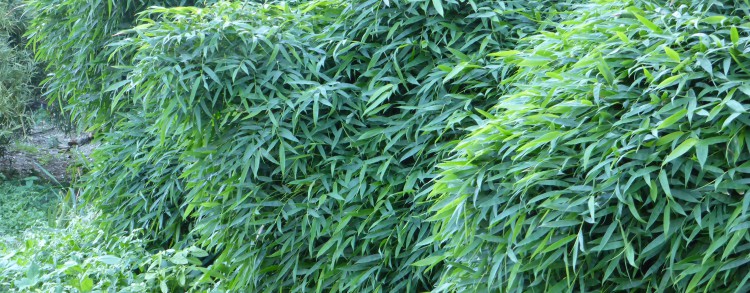 Chinese Dwarf (Bambusa Guangxiensis)