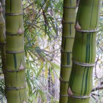 Buddha Belly Bamboo (bambusa vulgaris wamin striated)