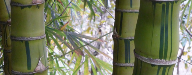 Buddha Belly Bamboo (bambusa vulgaris wamin striated)