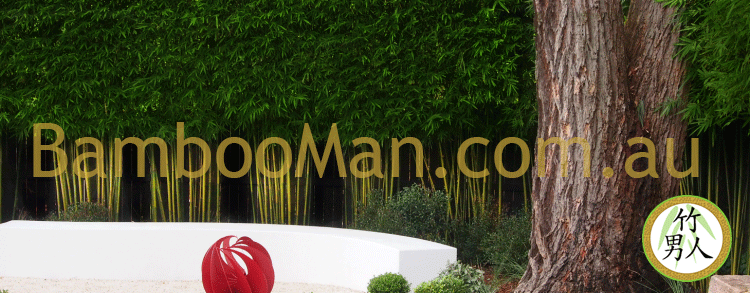 The best bamboo plant for screening