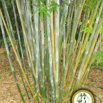 Doli Bamboo (Bambusa Dolichomerithalla)