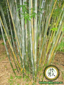 Doli Bamboo