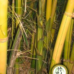 China Gold Bamboo (Bambusa Eutuldoides Viridi Vittata)