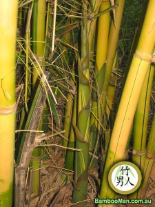 China Gold Bamboo