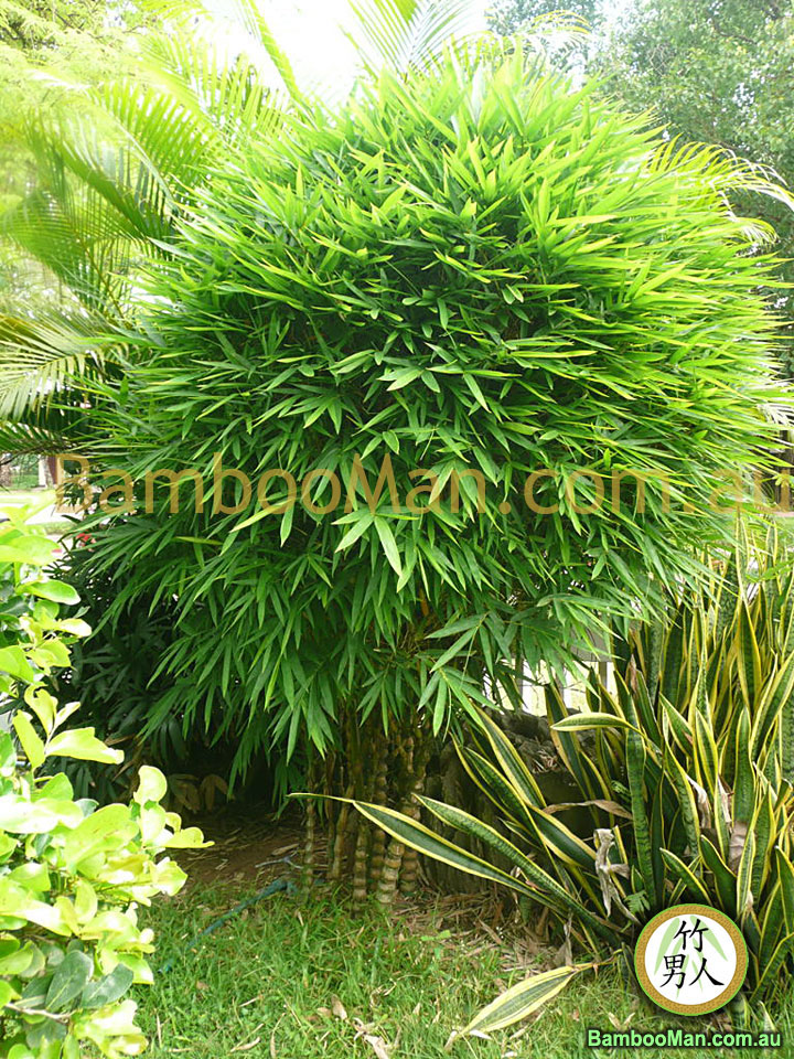 Bambusa Wamin plant