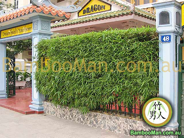 bam vulgaris wamin hedge