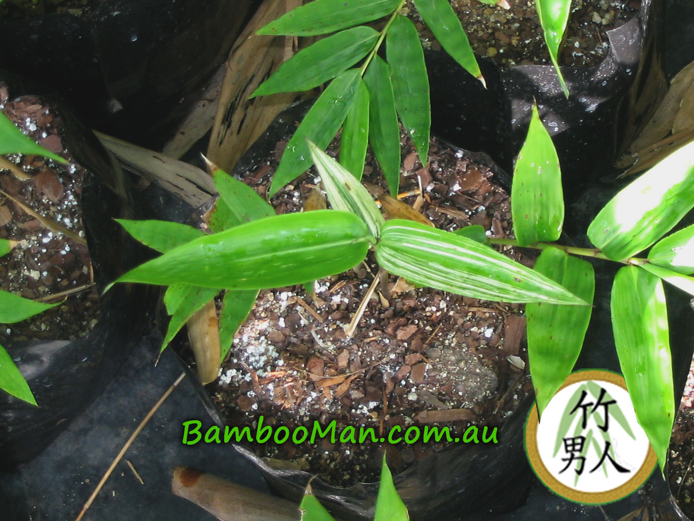 bamboo-dendrocalamus-minor-plant