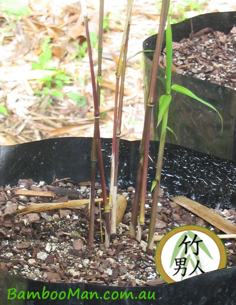 bamboo-dendrocalamus-minor-seedling2 (1)