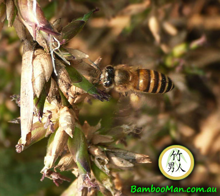 bambusa-nana-flower-bee