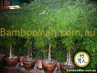 bambusa nana plants