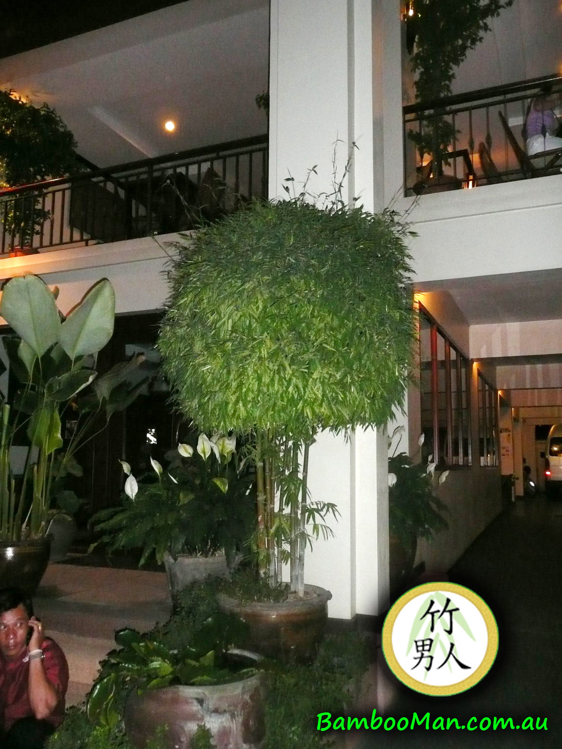 bambusa-nana-pot-plant