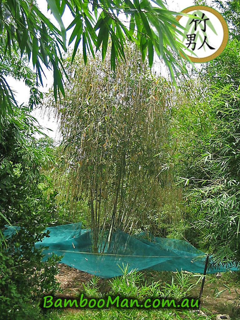 dendrocalamus-Minor-Green-Ghost-Bamboo