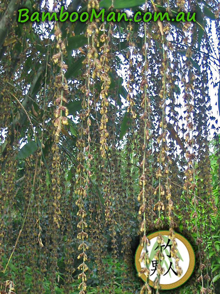 dendrocalamus-Minor-Green-Ghost-Bamboo-Flowers