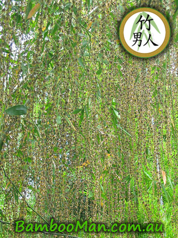 dendrocalamus-Minor-Green-Ghost-Bamboo-Flowers2-1