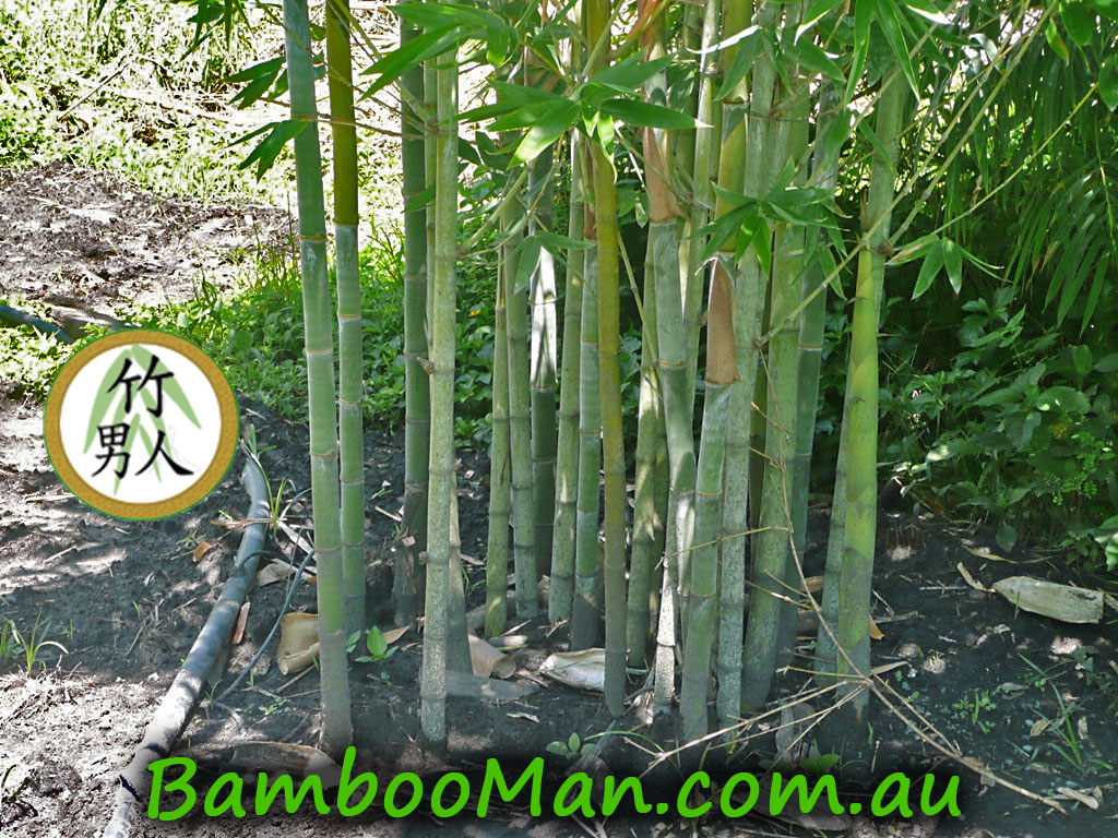 Cultivar Dendrocalamus Minor 'dm 2'