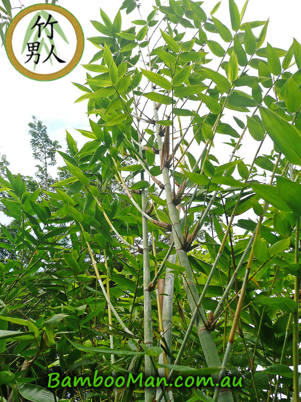 Cultivar Dendrocalamus Minor 'dm 2'