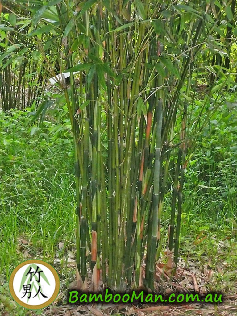 dendrocalamus-minor-plant-254-1-768x1024