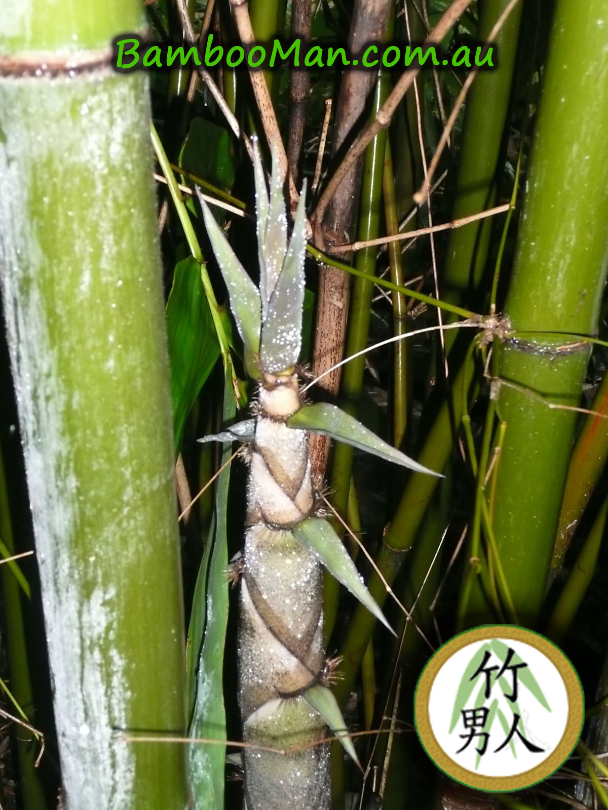 dendrocalamus-minor-shoot