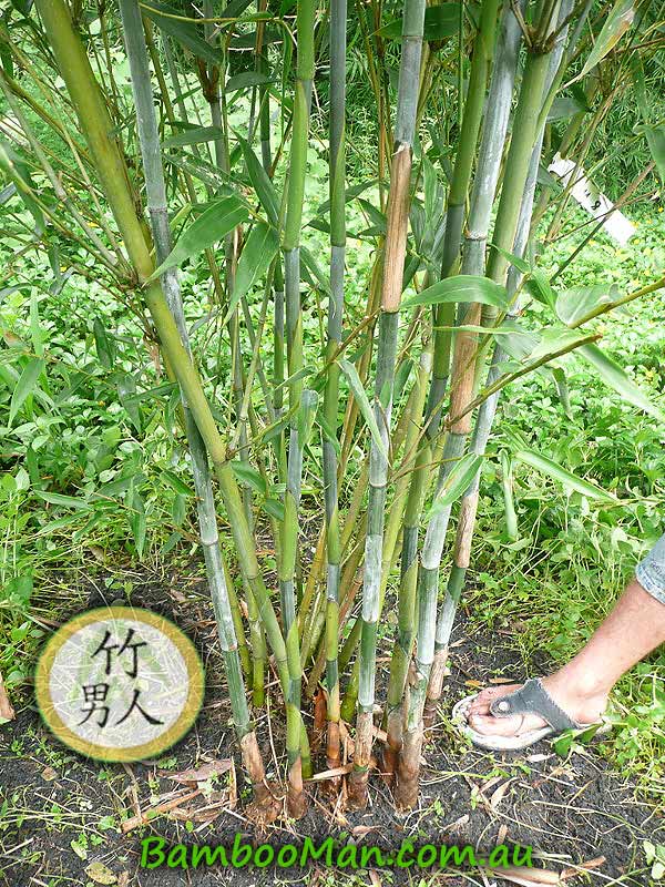 dendrocalumus-minor-culms-dm8