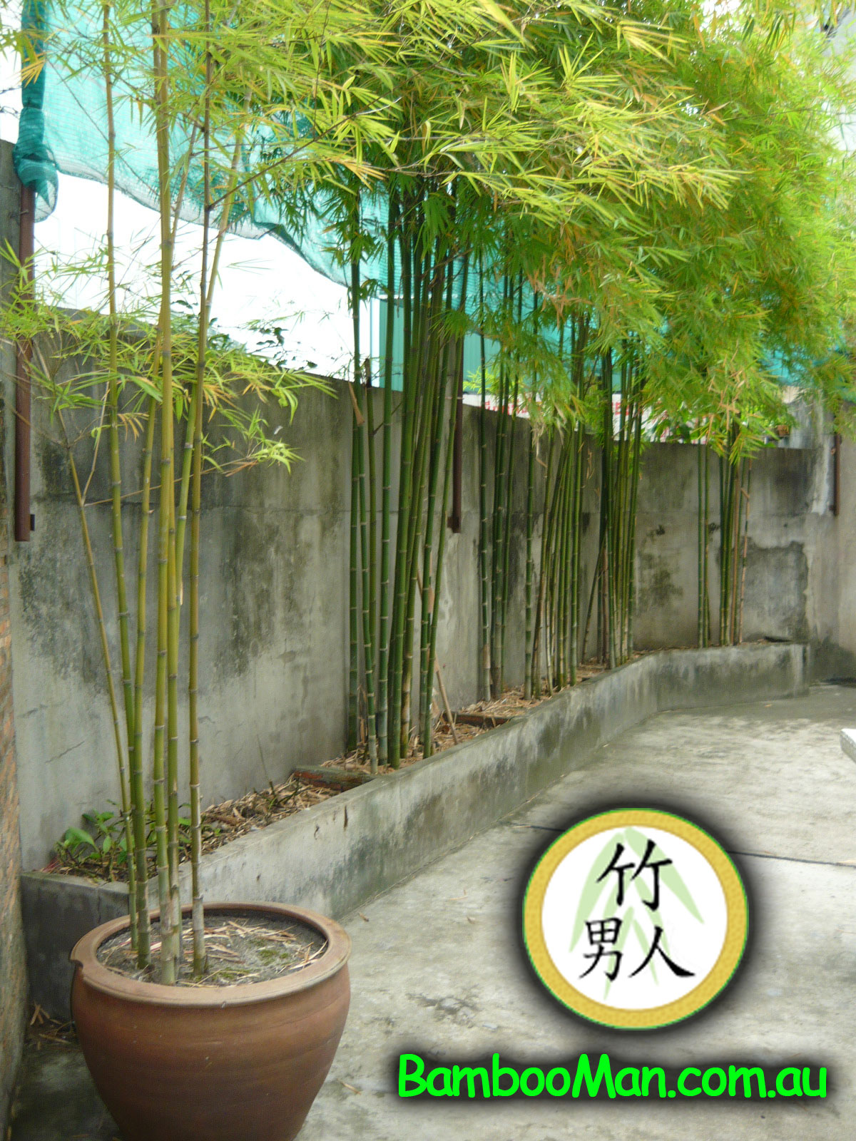bamboo nana