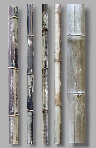 bleached-poles