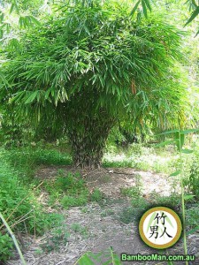South Kalimantan, Bambusa - Luteostriata bamboo plant