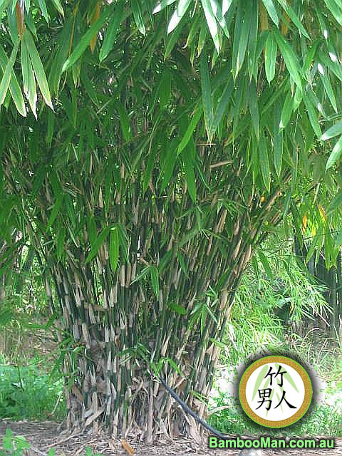 South Kalimantan, Bambusa - Luteostriata bamboo plant