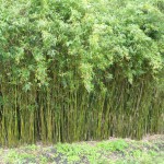 Gold Stripe Bamboo (Bambusa Multiplexes)
