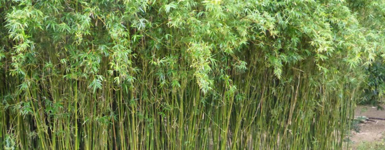Gold Stripe Bamboo (Bambusa Multiplexes)