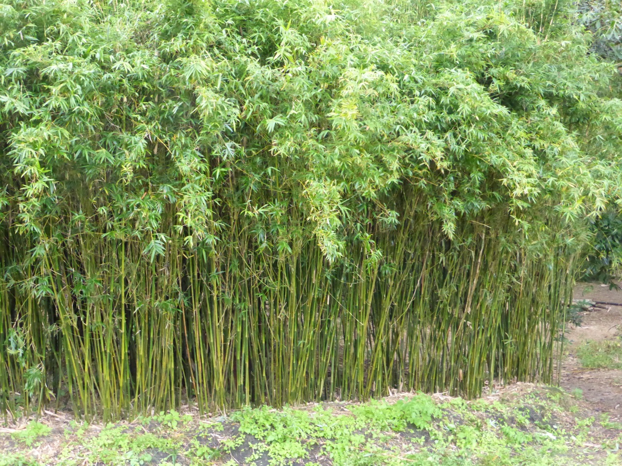 Gold Stripe Bamboo