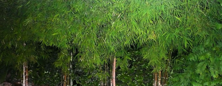 Thai Silk Bamboo (bambusa nana)