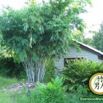 White Bamboo (Dendrocalamus Minor Amoenus )