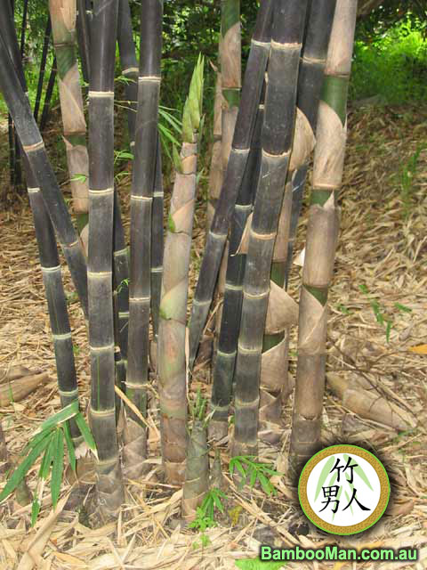 Java Black Bamboo (Gigantochloa Atroviolacea ) 