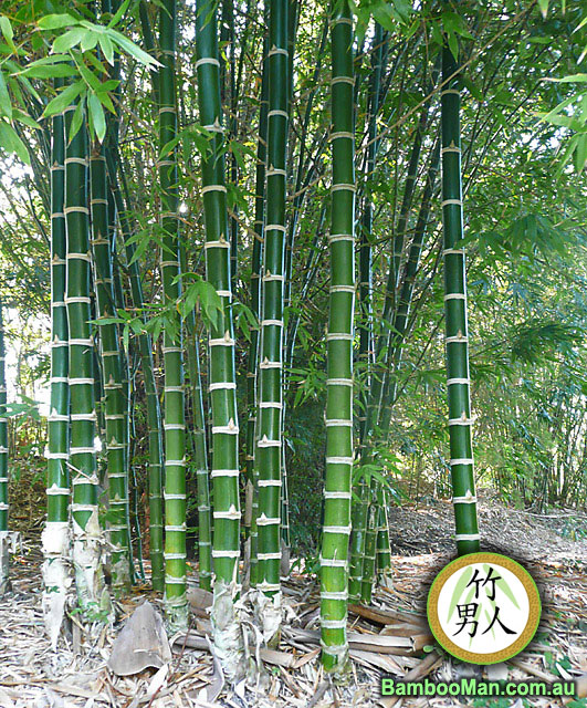 Thornless (Guadua Angustifolia Lesser Thorny) - Bamboo Whitsunday