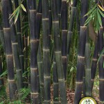 Java Black Bamboo  (Gigantochloa Atroviolacea)