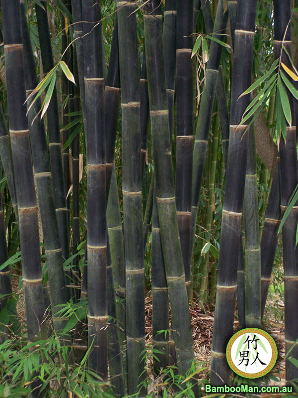 Java Black Bamboo (Gigantochloa Atroviolacea )