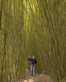 Graham is bringing back bamboo