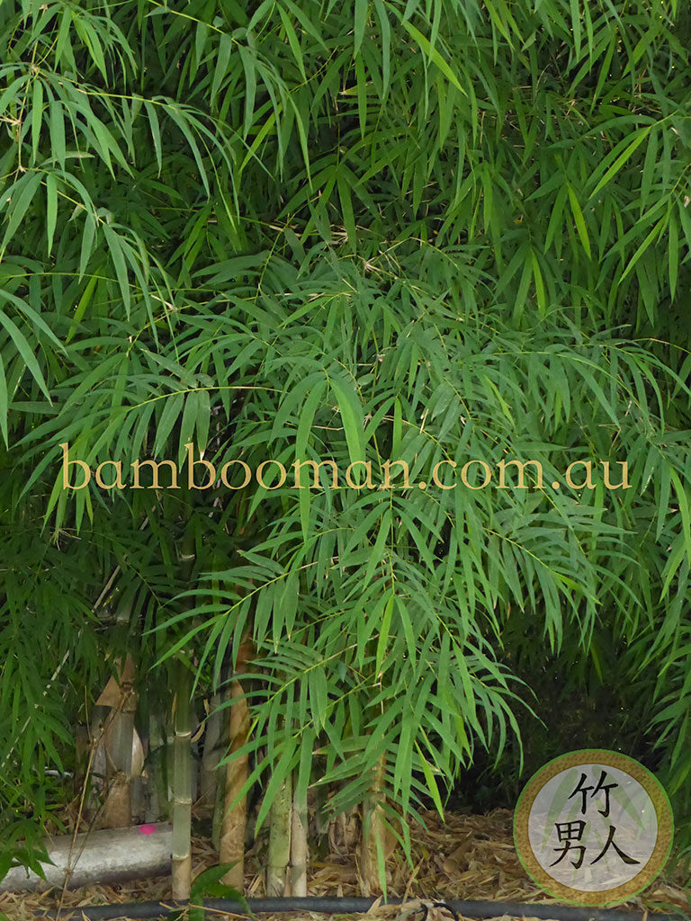 Bambusa nana decorus