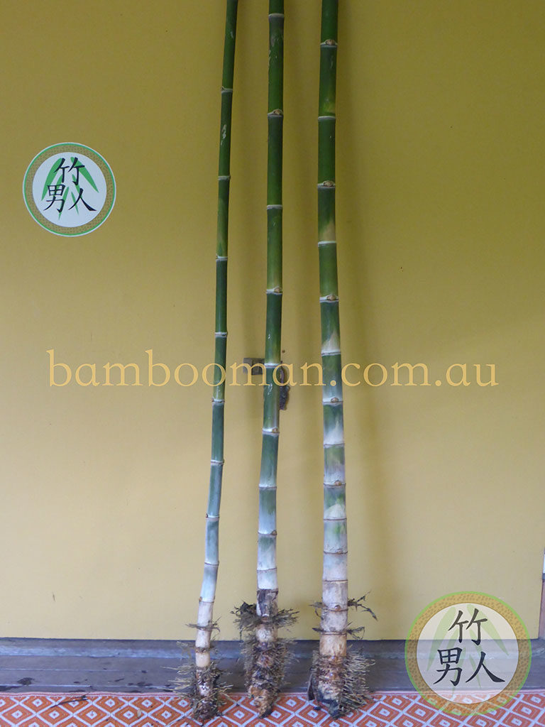 Bambusa nana decorus