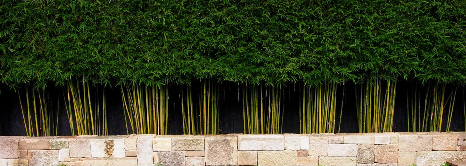 Wholesale Bamboo Plants For Sale In Sydney & Brisbane | BambooMan