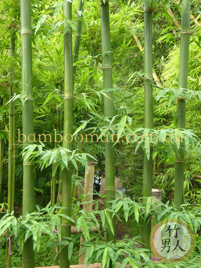 Bambusa Nana (Thai Beauty) - Bamboo Whitsunday